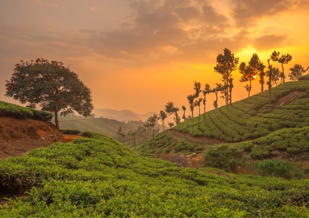 Domestic sb travel website (9)